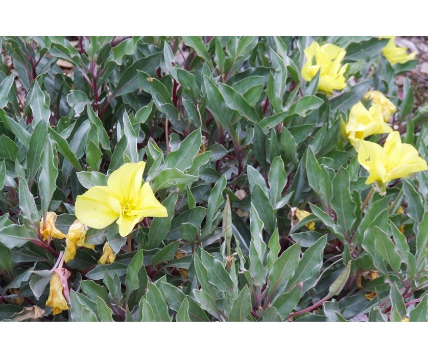 Silver Blade Evening Primrose